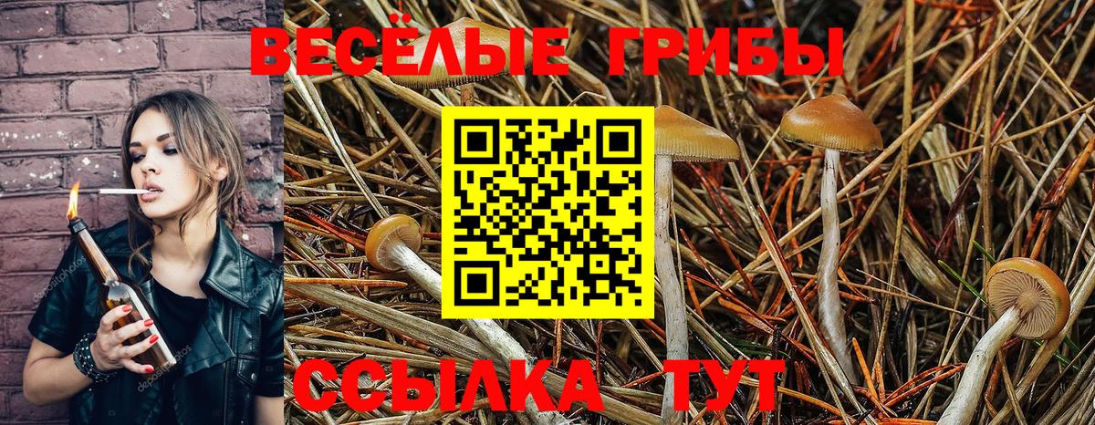 Кизилюрт  Псилоцибиновые грибы Psilocybine cubensis  Галлюциногенные грибы GOLDEN TEACHER  Вход с VPN 
